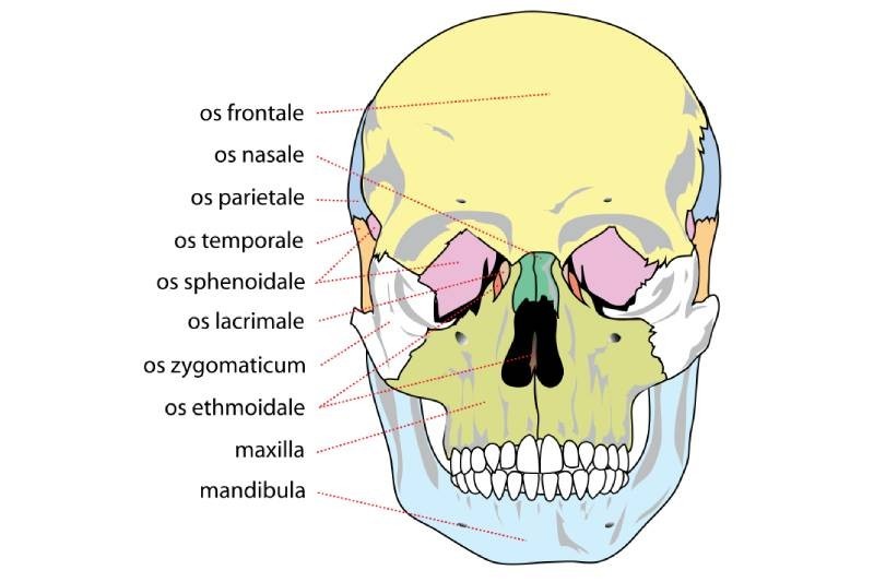COMPLETE FACIAL TRAUMA